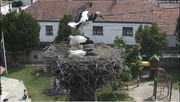 Kép