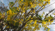 10.3.yellow tree III