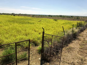 Grass-seedbank-7