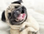 pug laughing
