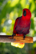 images-28