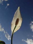 10.4.my peace lillies are finally here! IV