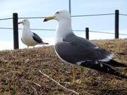 DSCN1421