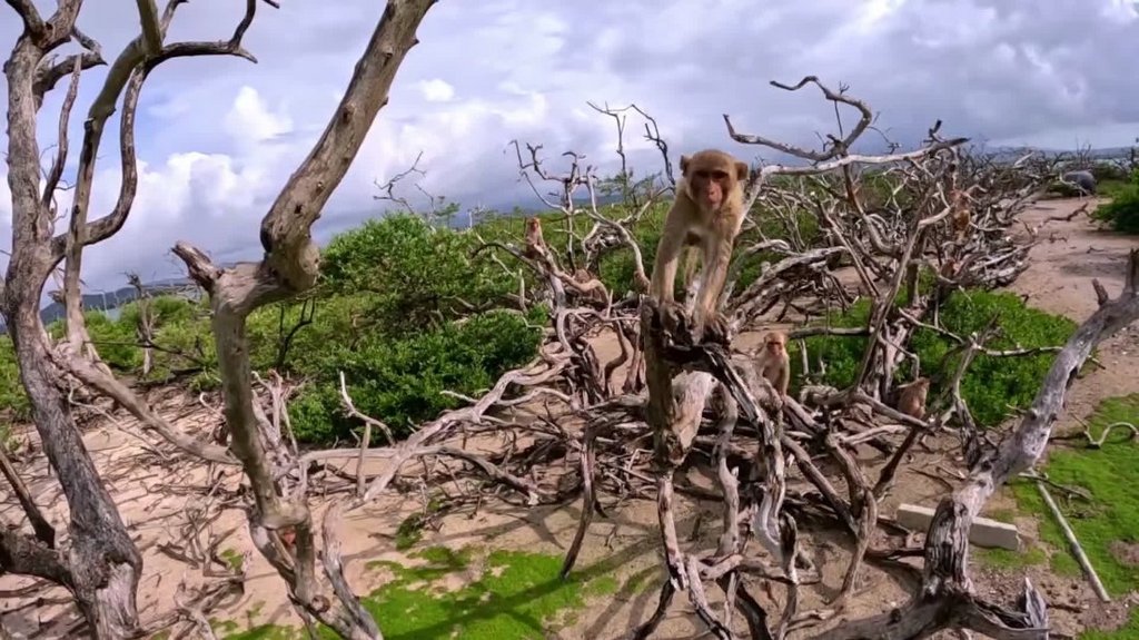 [Image: 77cy4kmayon5.jpg]