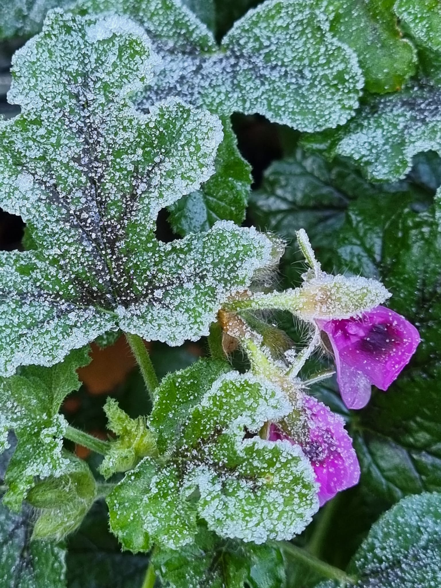 frosty 1 — Postimages