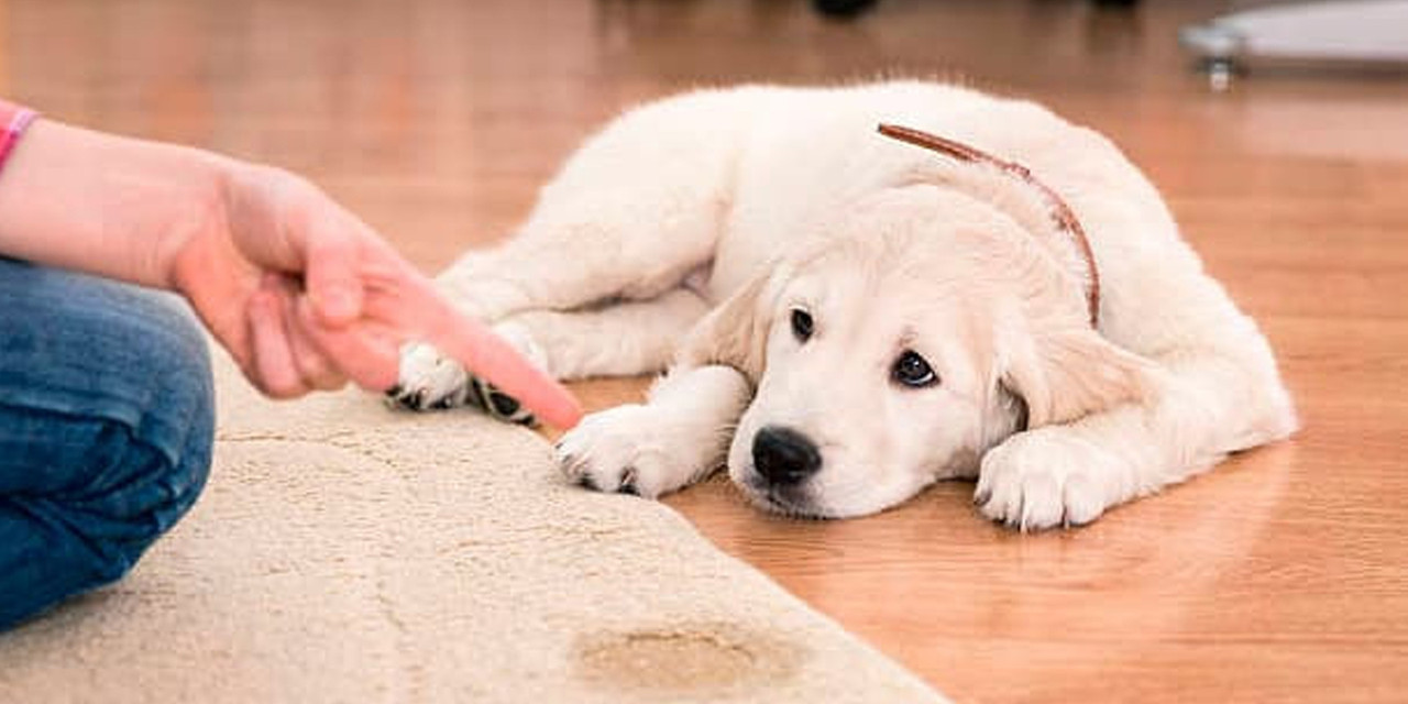 Trucos caseros para evitar que tu perro orine dentro de casa