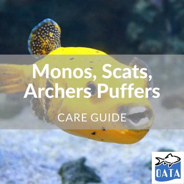 OATA Guide to brackish fish - Lincs Aquatics