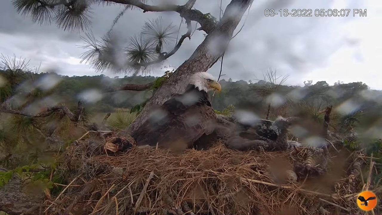 EC Nest Cam 2-16-37 screenshot (1)
