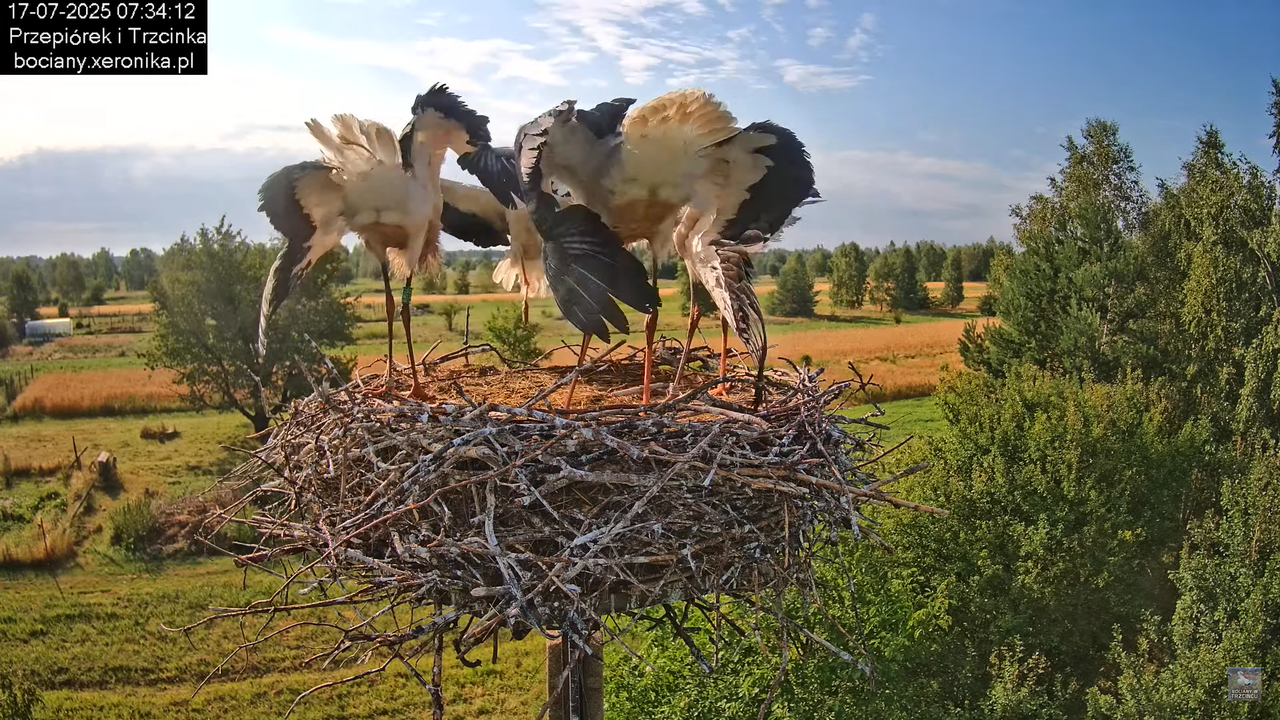 17072025bociany18