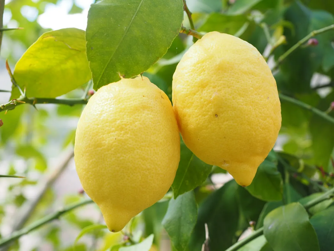 Cultiva estos árboles en tu huerto o jardín durante la Luna rosa de abril