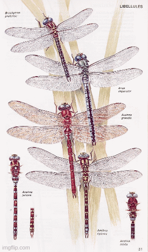 Insectes-d-Europe-occidentale-1988.gif