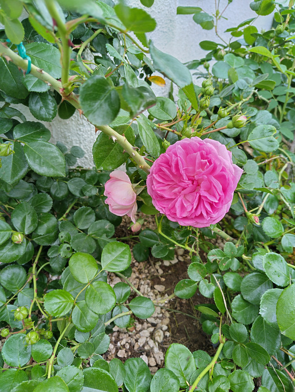 IMG_20230527_092742_HDR