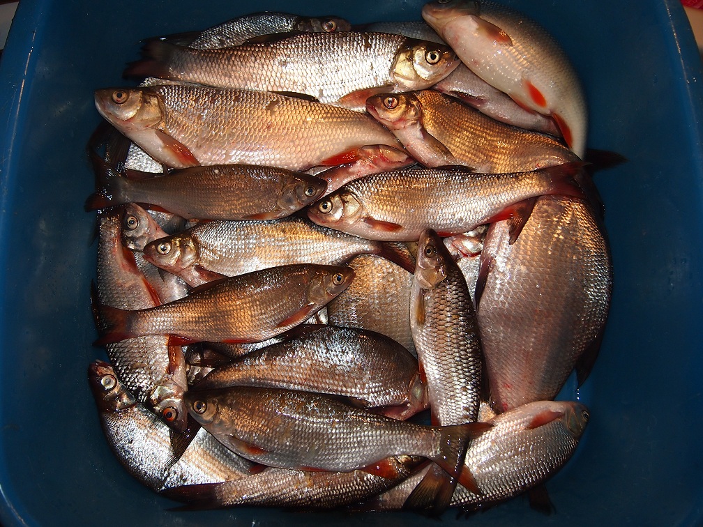Рыба помельче из улова