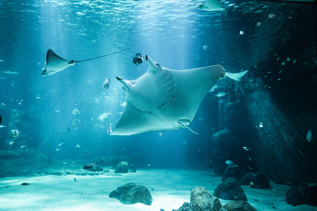 Raie manta-H-Lamblin-Iconocom (6)