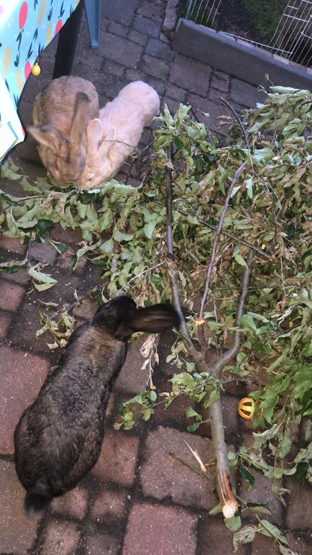 [Image: IMG-20190607-WA0000.jpg]