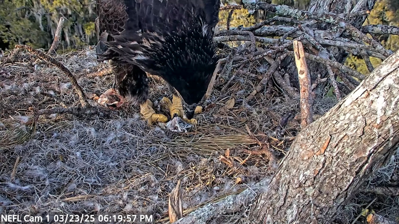 NEFL Cam 1 — tiešraidē Bald Eagle Cam 4-2-18 screenshot