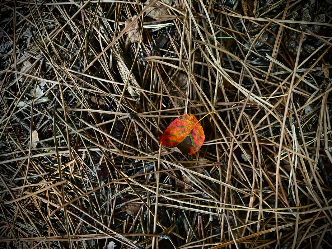 BC6FC0A9-E1F9-4D8B-8B9E-BE13F2ABFC81