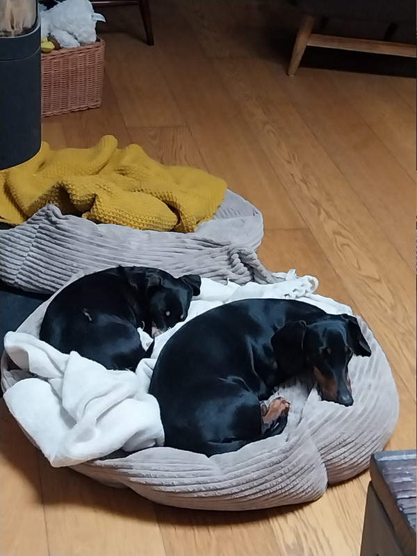 [Image: 20250209-100930.jpg]