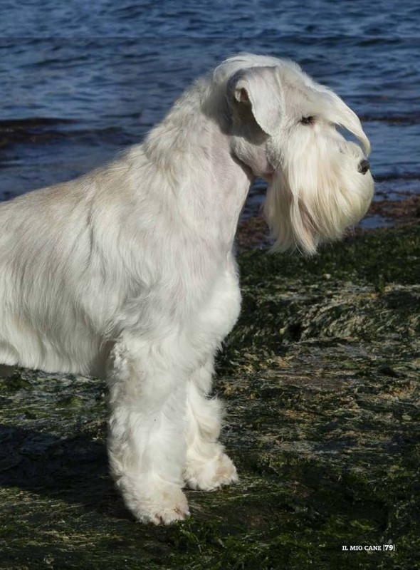 Il M C Nov 2021 (12)