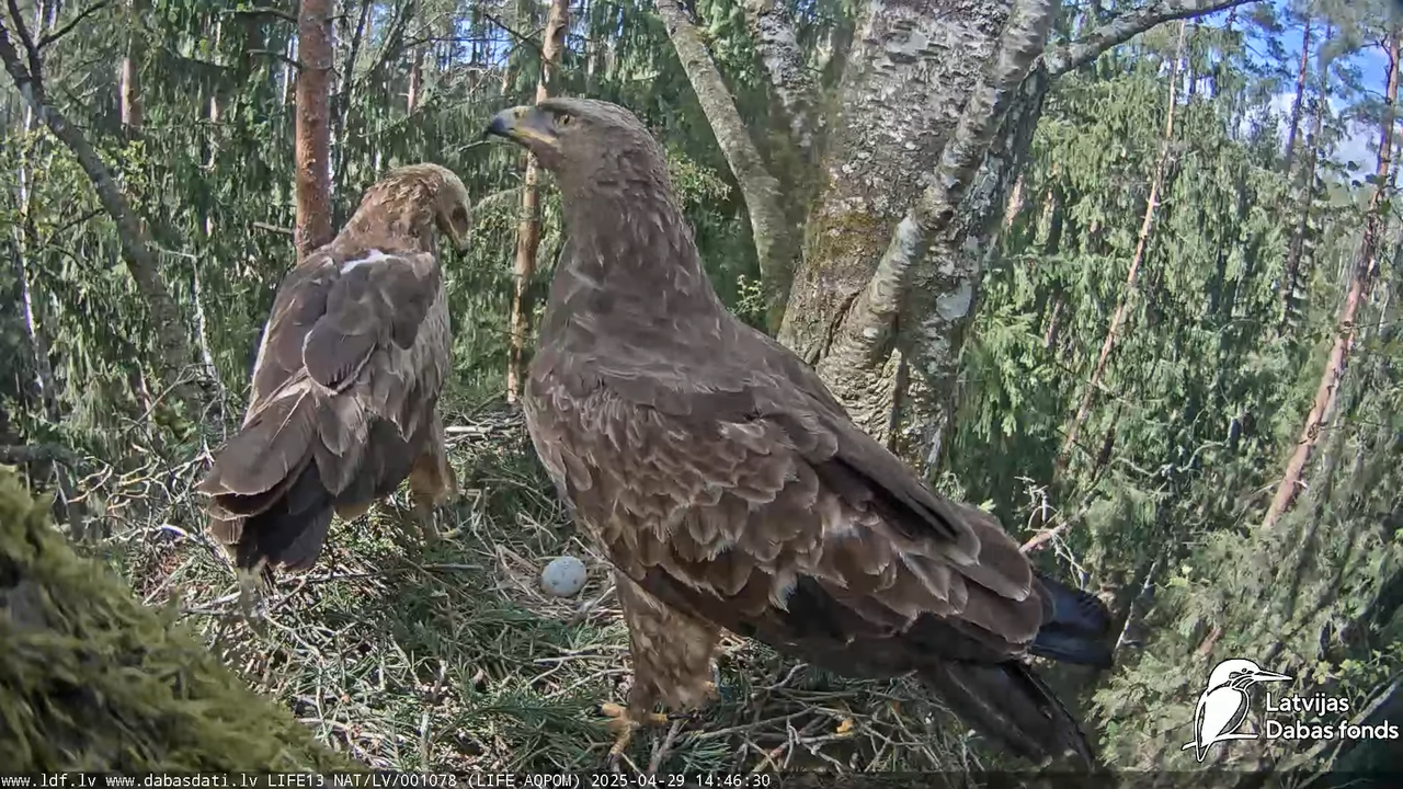 Mazais ērglis (Clanga pomarina), ligzda bērzā 13-27-20 screenshot