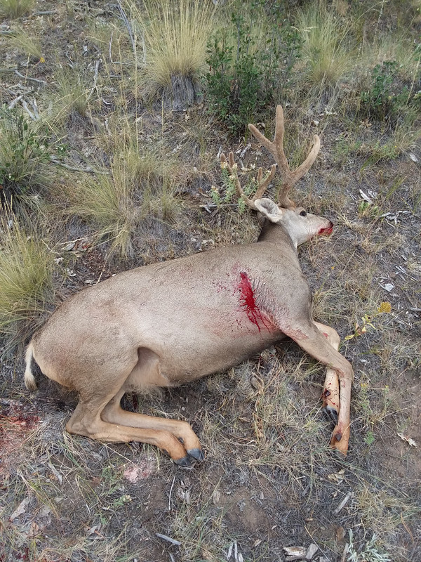 Colorado Mule Deer Buck Muzzleloader Hunt 20190916_153541