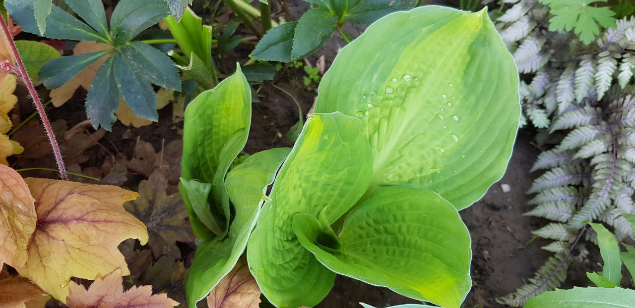 Хоста /Hosta /Функия - Страница 105 - Форум HobbyKafe.com