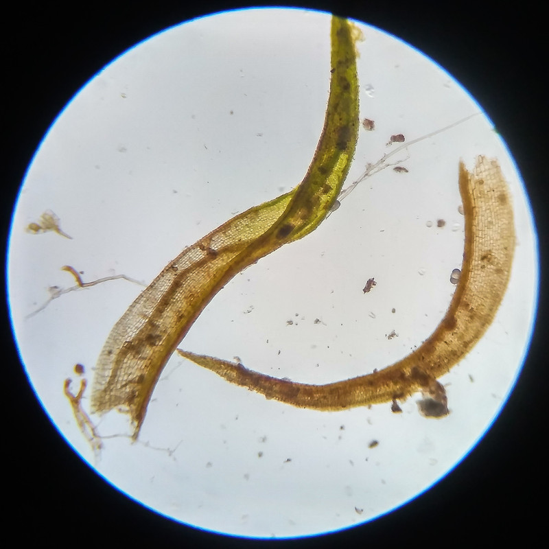 IMG 20250617 124055 HDR