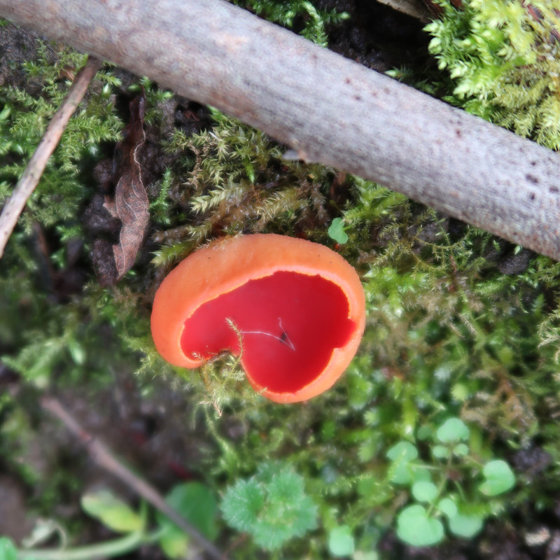Scarlet Elfcup IMG_4727 (2)