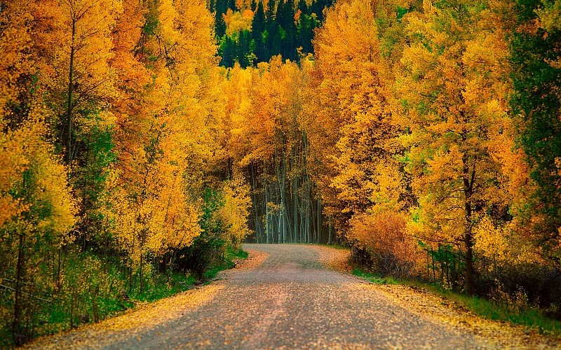 Siempre Libre & Glitters y Gifs Animados Nº331 - Página 51 Autumn-trees-forest-road-nature-background-220167