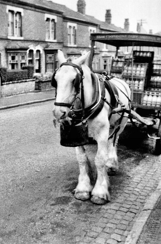 blacknwhitemilmanhorse.jpg