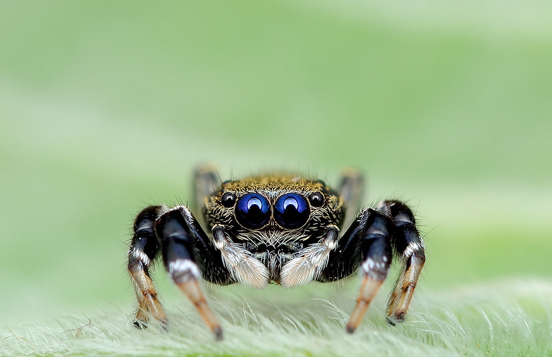 blue-eyed-spider.jpg