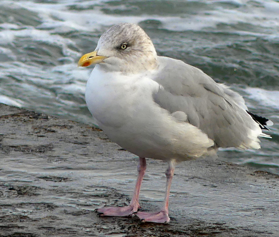 HERRING GULL 5