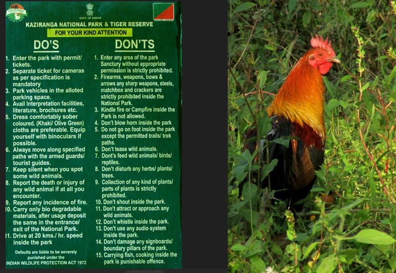 Parque Nacional de Kaziranga, Assam - Noreste de India - Foro Subcontinente Indio: India y Nepal