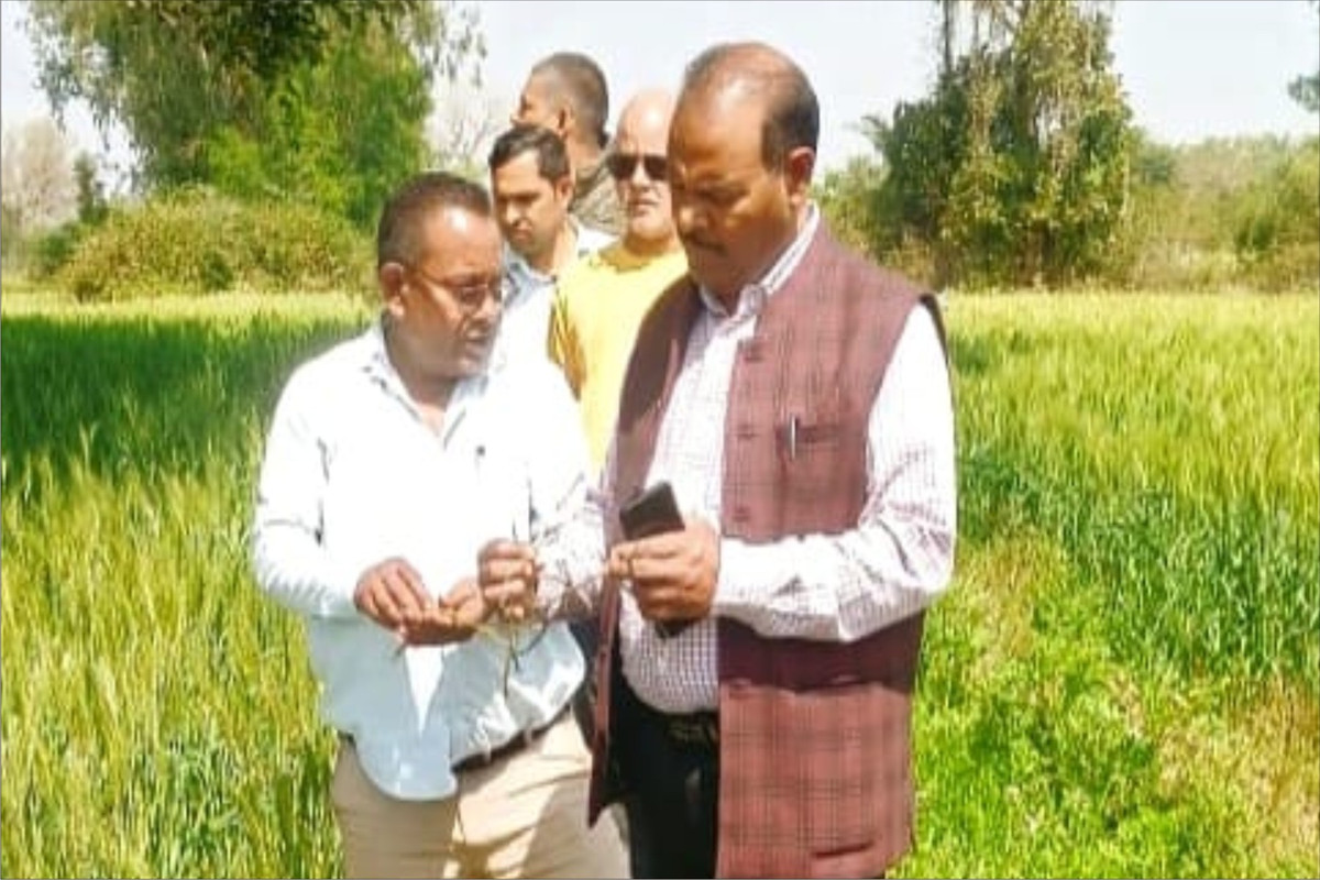 डॉ0 एल0बी0 यादव संयुक्त कृषि निदेशक ने फसल क्षति का किया सत्यापन 