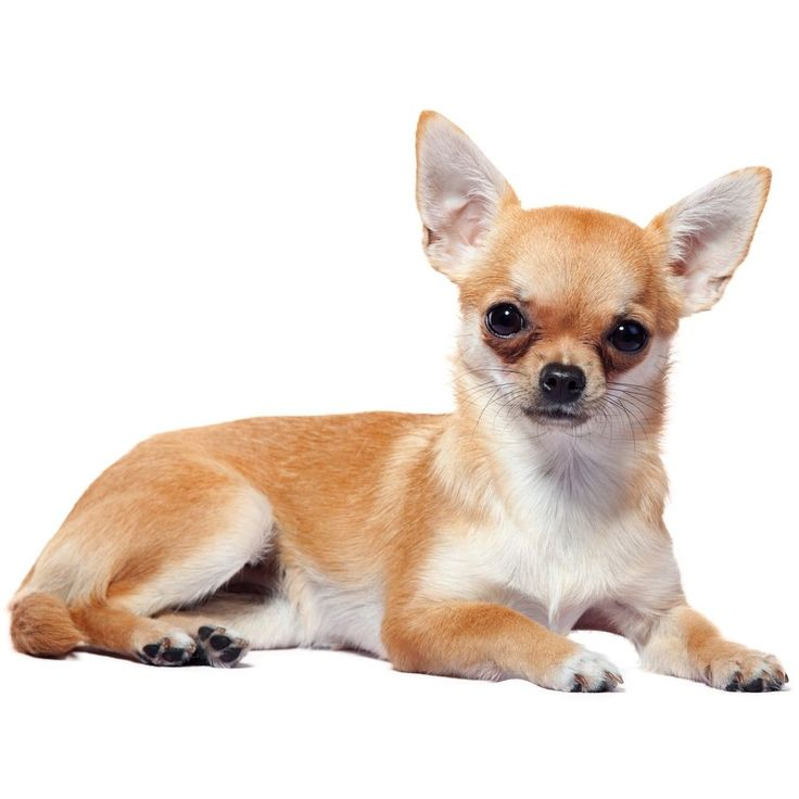 Рыжая чихуахуа