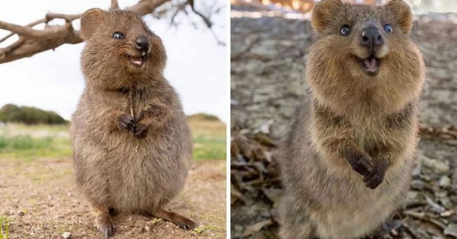[Image: quokkas-are-the-worlds-happiest-animal-and-we.jpg]
