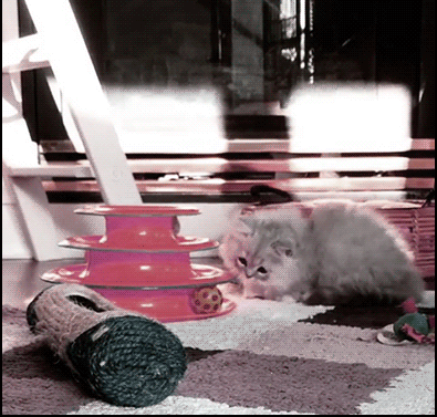 Cute-Kitten-GIF-Adorable-fluffy-kitty-playing-with-new-toy-standing-up-and-then-dancing-in-a-funny.gif