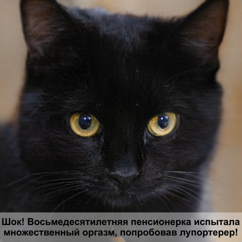 окрас циннамон у кошек