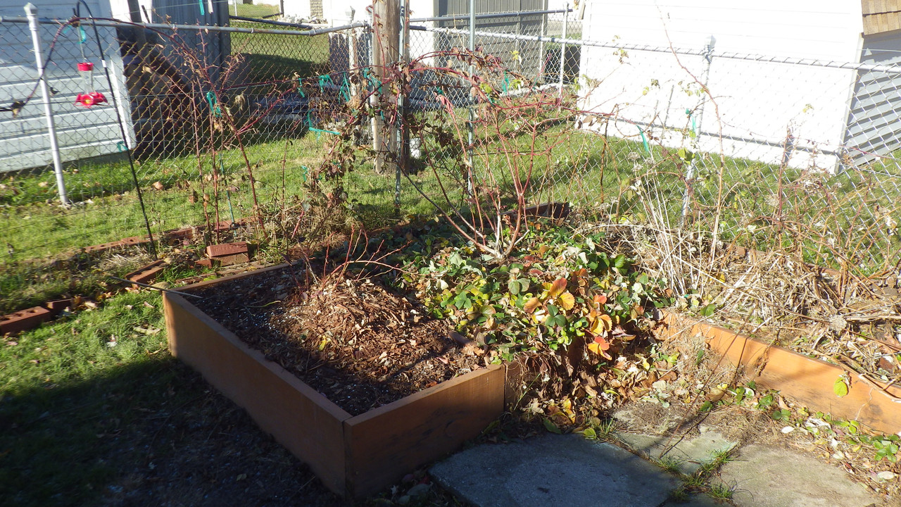 Raised beds 2017 12 08