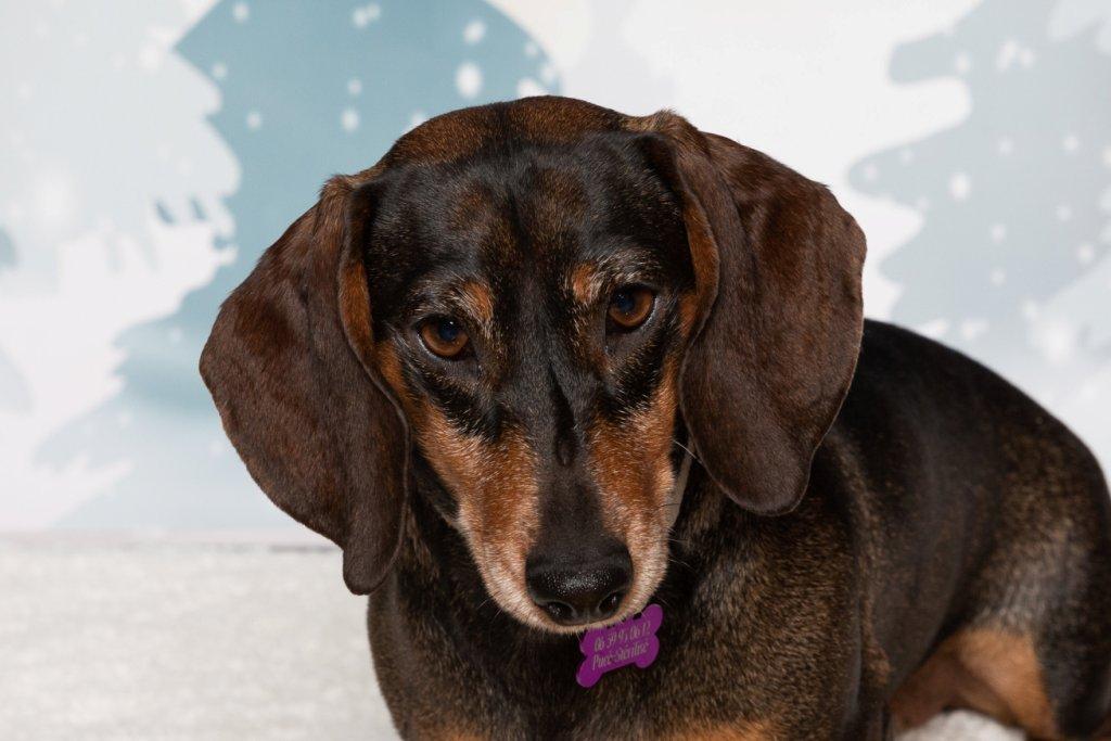 [Image: Chiens-Famille-Leroy-14.jpg]