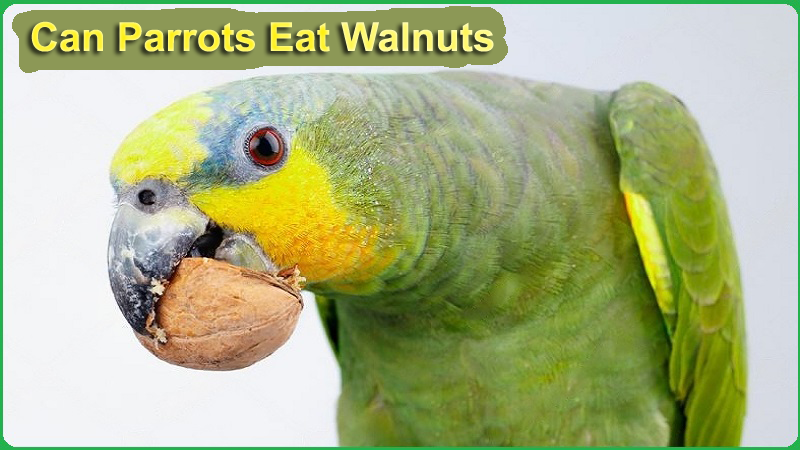 Can Parrots Eat Walnuts