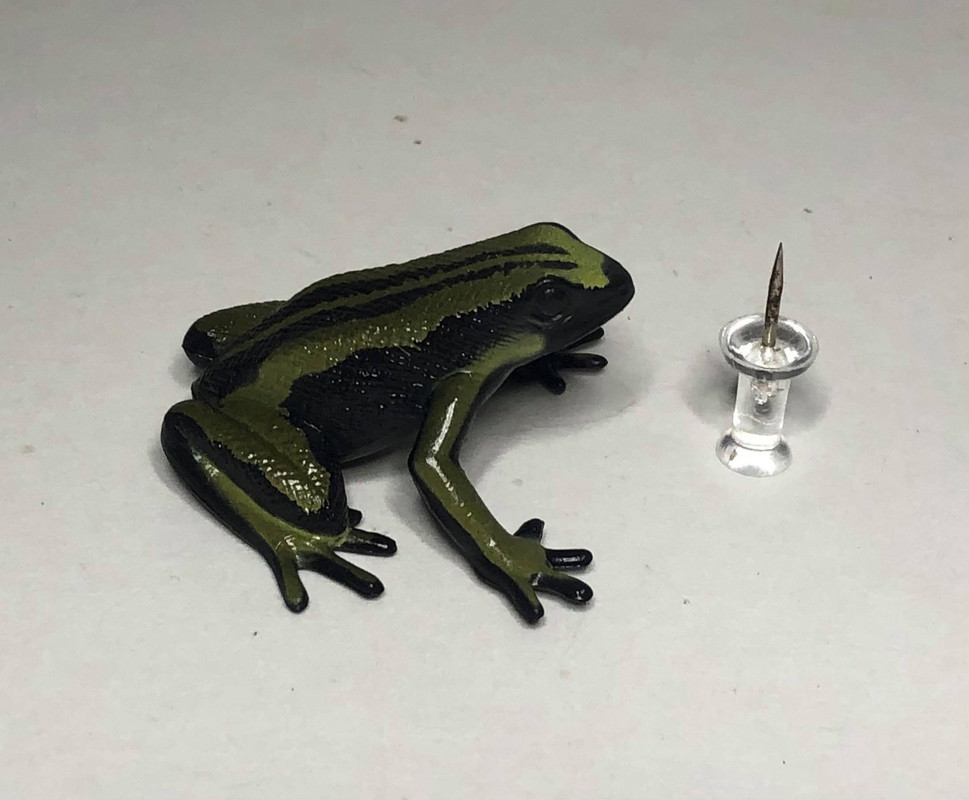 Frogs to Go set question - where'd this frog come from?? 184142689_226153305978754_7195638499241463511_n