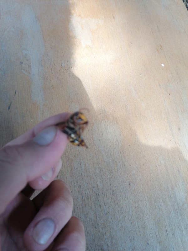IMG-20220922-140417.jpg