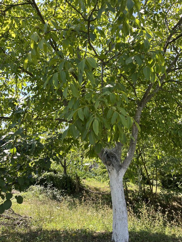 IMG 7047