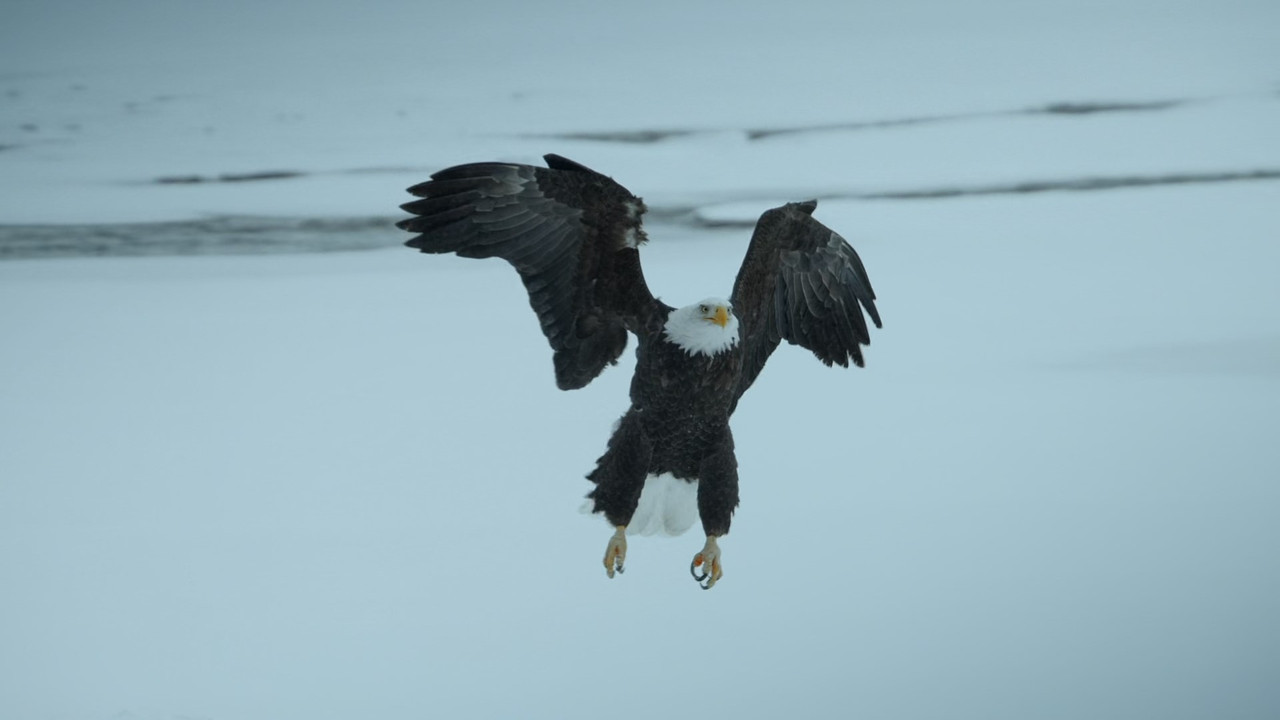 Alaska Earth's Frozen Kingdom (2015) - S01E01 - Spring (1080p x2