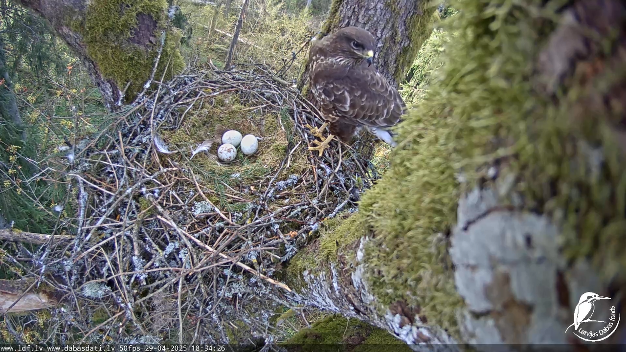 Melnās klijas (Milvus migrans) Kurzemē_ peļu klijāni (Buteo buteo) 13-54-21 screenshot