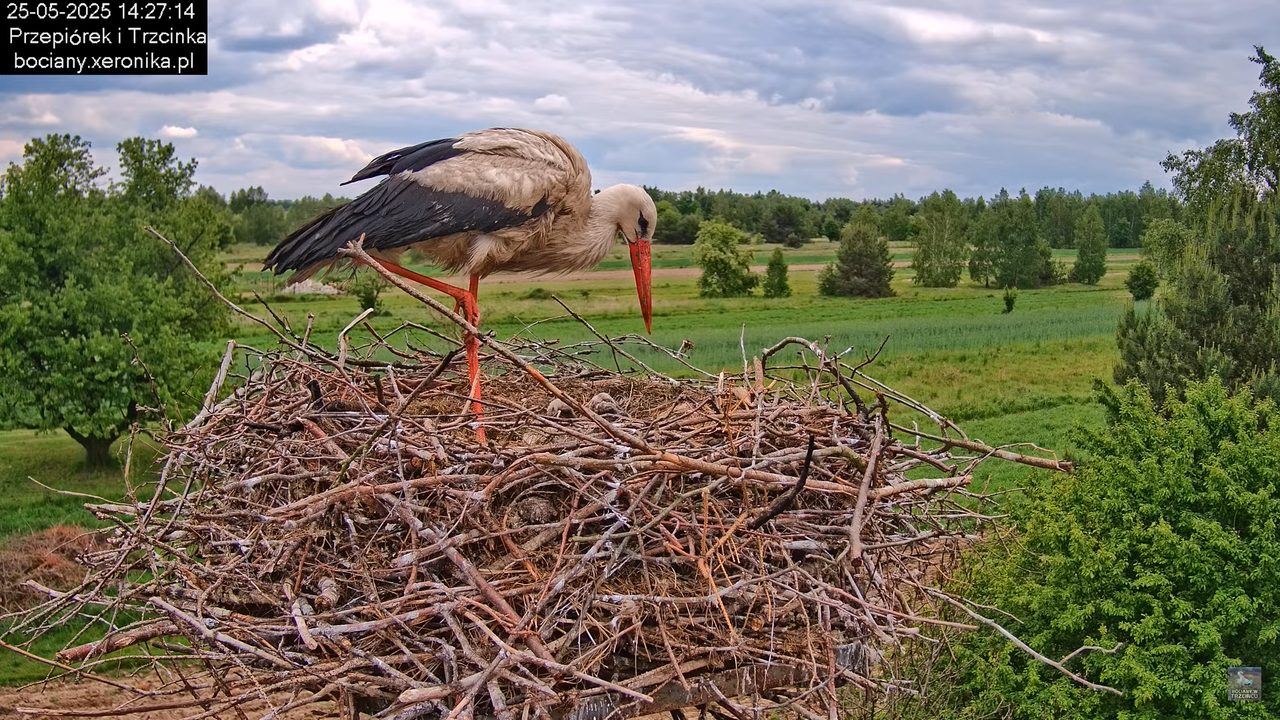 25052025bociany24