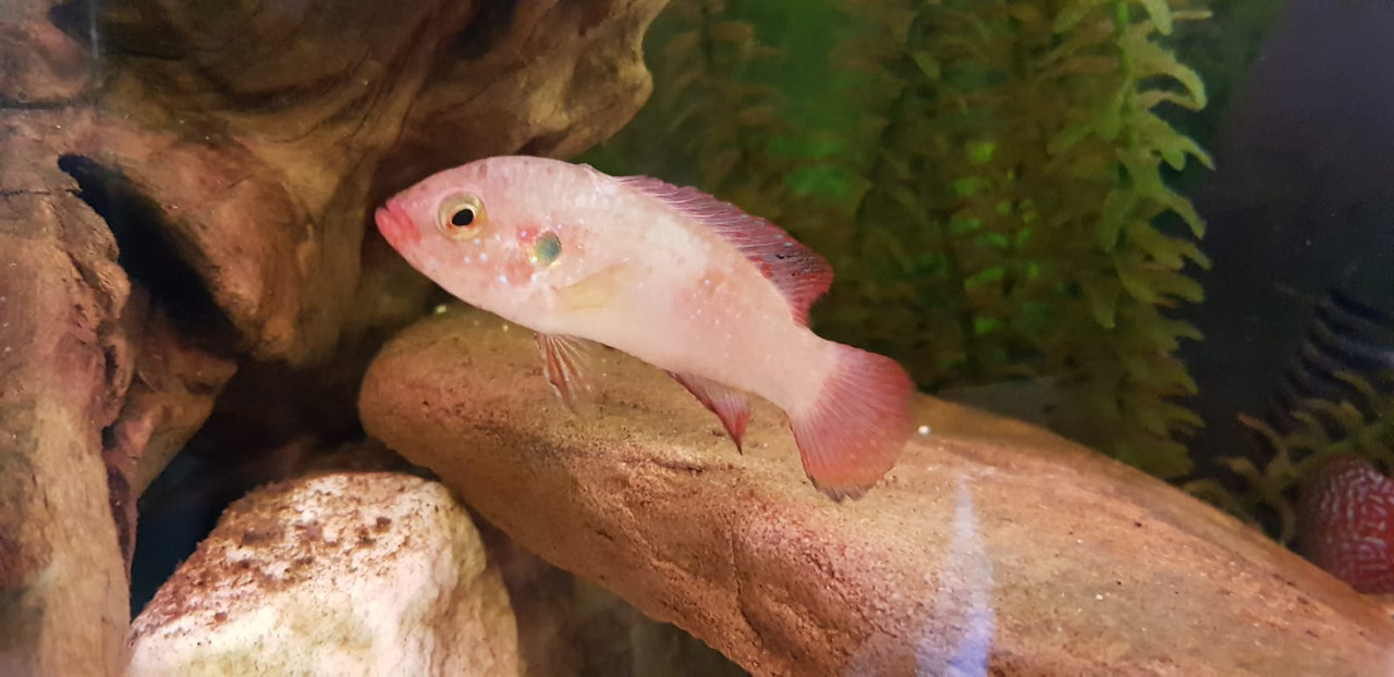 WhatsApp Image 2018-07-19 at 17.25.00 (2)