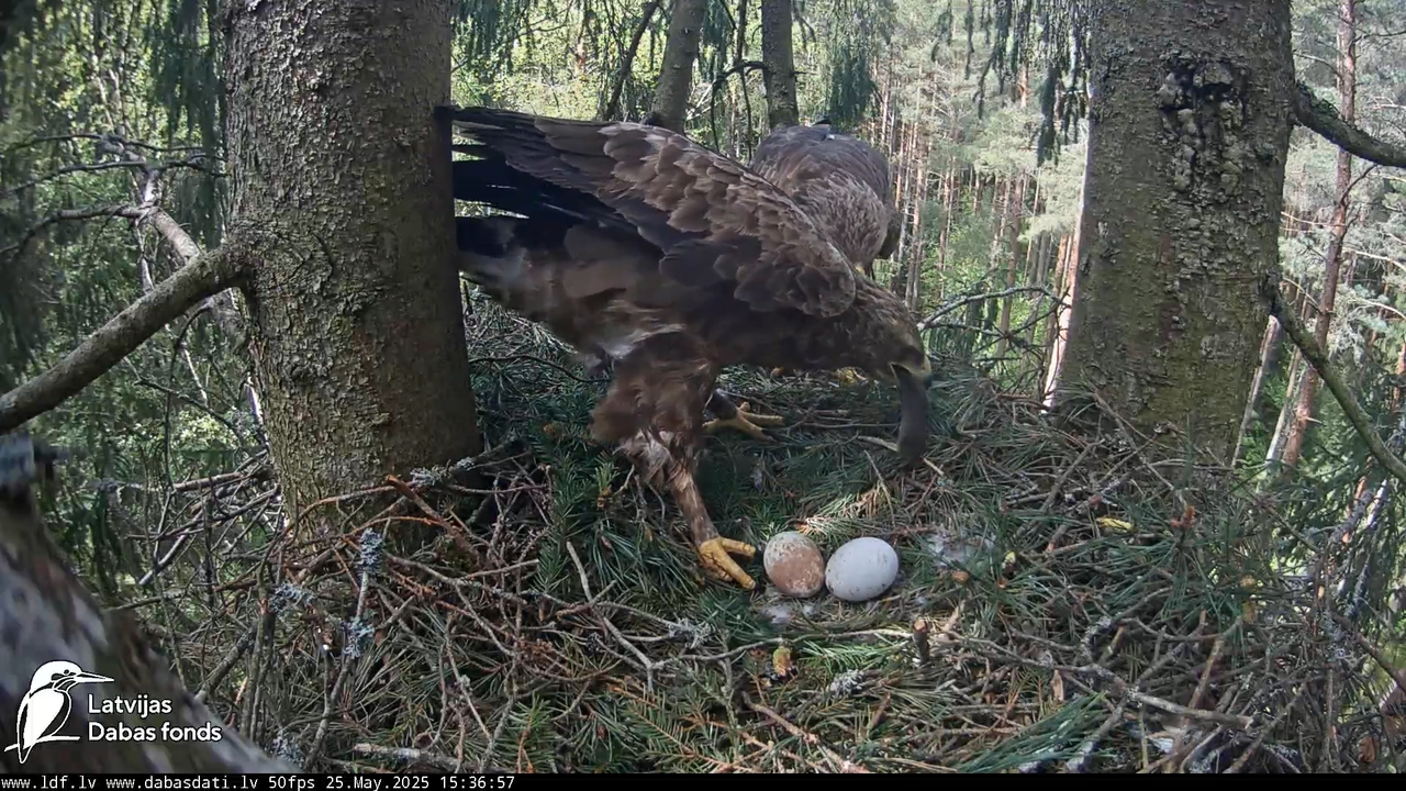 Mazais ērglis (Clanga pomarina), ligzda eglē __ Lesser spotted eagle in spruce, Zemgale, Latvia 16-4