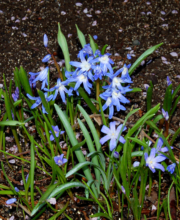 SNEEUWROEM-CHIONODOXA-FORBESII